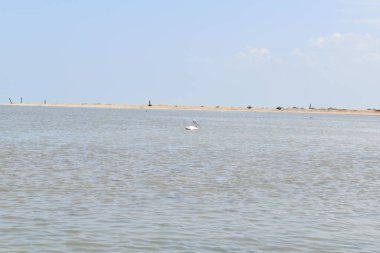 Gölde suyun üzerinde bir kuğu oturuyordu.