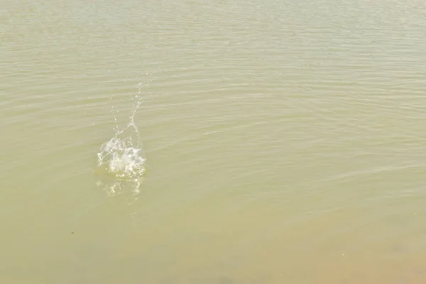 su sıçramasu gölet üzerinde taş atmak