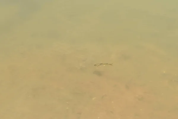 Küçük bir balık sadece suyun üstünde yüzüyor.