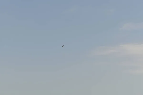 Un cygne volait dans les airs avec le fond du ciel bleu — Photo