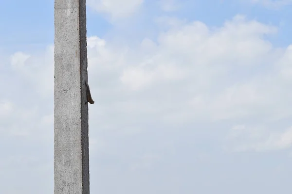 Bir kertenkele bulutların arka planı olan beton bir direğin üzerinde oturuyordu.