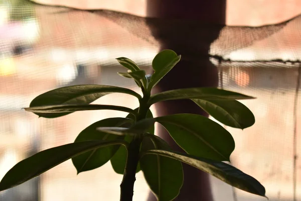 A homályos hátterű edénybe helyezett kis növény látványa — Stock Fotó
