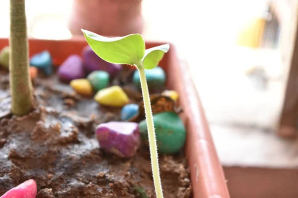 Bulanık arka planda küçük yeşil bir bitki, saksıda genç bir bitki