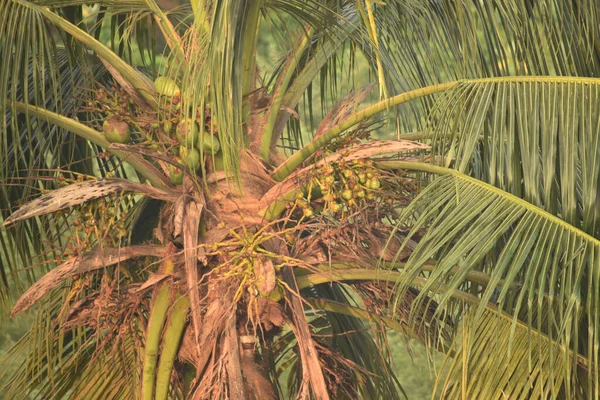 Yeşil Hindistan Cevizleri Palmiye Ağaçlarındaki Yaprakların Yakın Plan Görüntüsü Tatlı — Stok fotoğraf