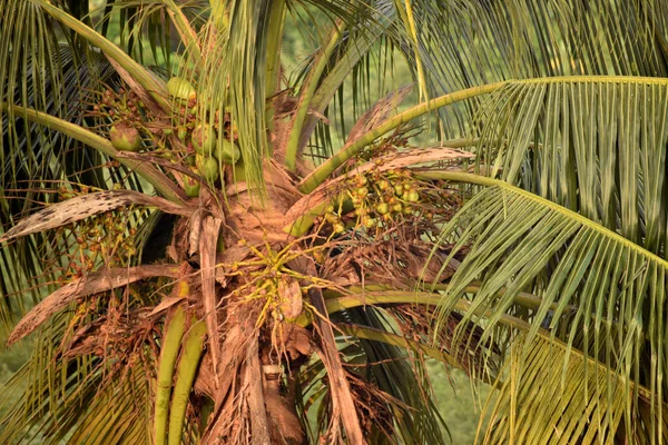 甘い水とデザートを作っているヤシの木の緑のココナッツと葉のクローズアップビュー — ストック写真