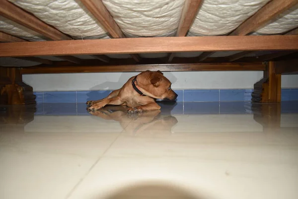 Niedlicher Welpe Liegt Kinderbett Junger Golden Retriever Hund Unter Dem — Stockfoto