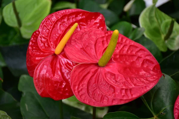 Anthurium — Stock fotografie