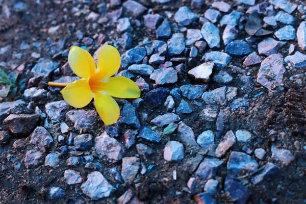 An allamanda. — Stock Photo, Image