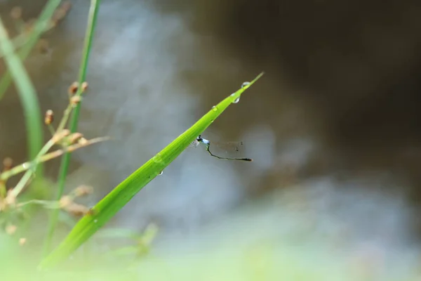 Libélula pequena — Fotografia de Stock