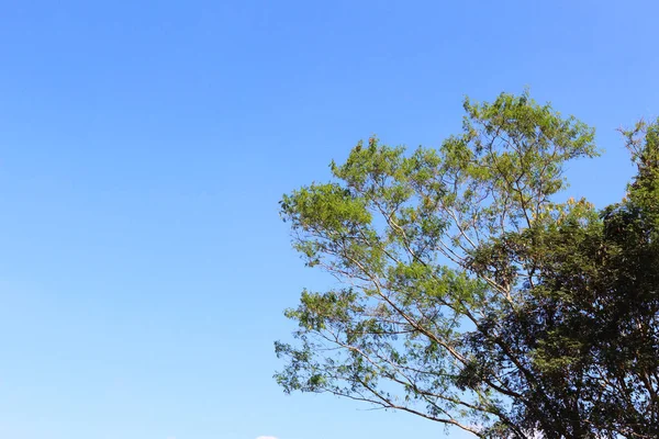 Albero e cielo blu — Foto Stock