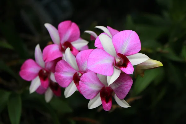 Orchidee — Foto Stock