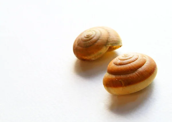 Köröm Shell — Stock Fotó