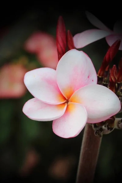 Růžový plumeria — Stock fotografie