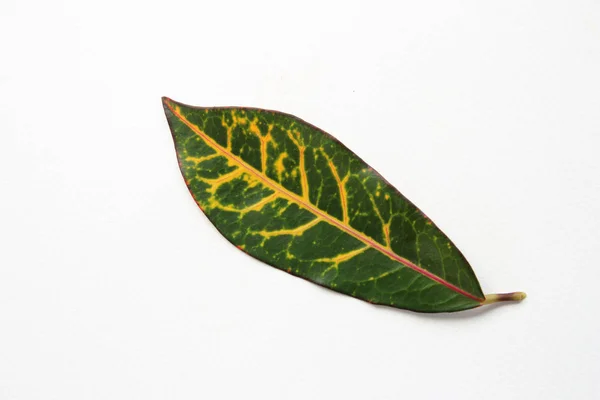 Red Croton leaf — Stock Photo, Image