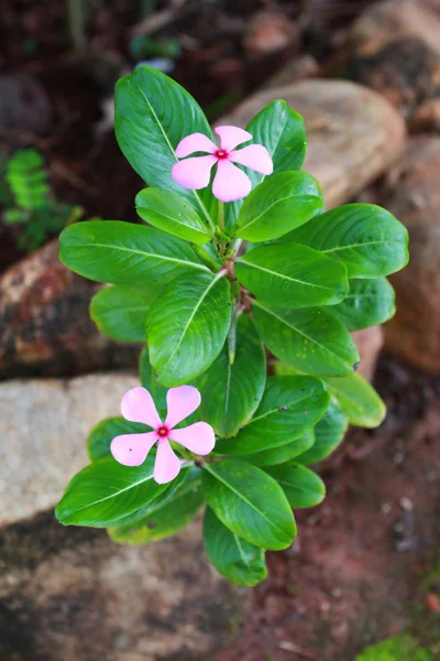 Fiore di vinca rosa — Foto Stock