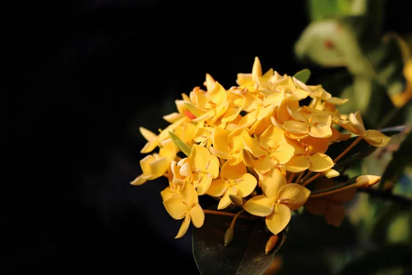 Ixora gialla — Foto Stock