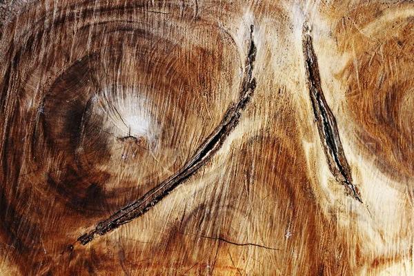 Superfície de corte de árvore — Fotografia de Stock