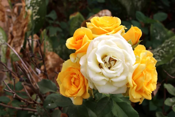 Rosas blancas y amarillas —  Fotos de Stock