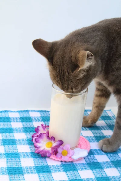 Kattdrickande mjölk från glas — Stockfoto