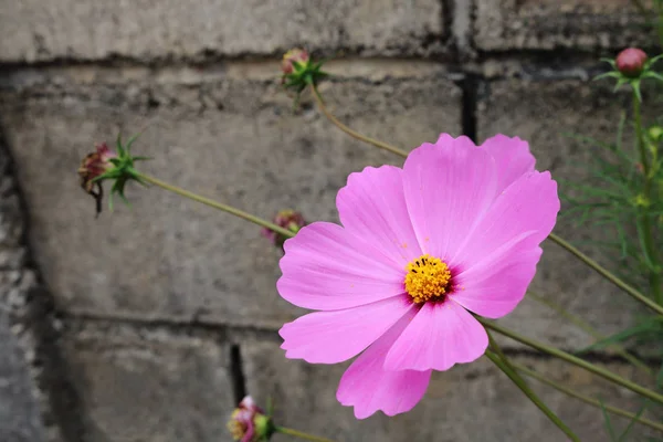 Marguerite bleue — Photo