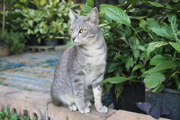 Kat in bloeier tuin — Stockfoto