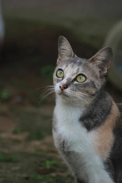 找猫 — 图库照片