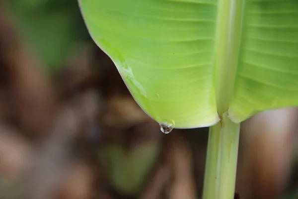 Gota del tallo de plátano — Foto de Stock