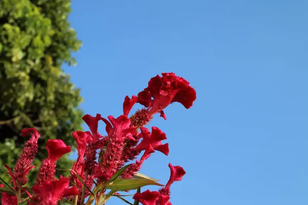 Pettine di gallo e cielo blu — Foto Stock