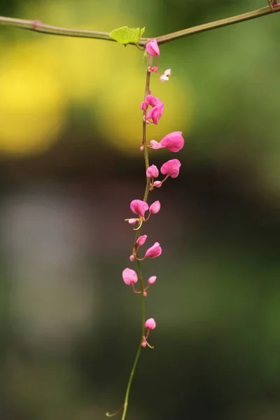 Rózsaszín kúszónövény — Stock Fotó