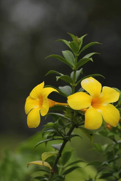 Fiore giallo — Foto Stock