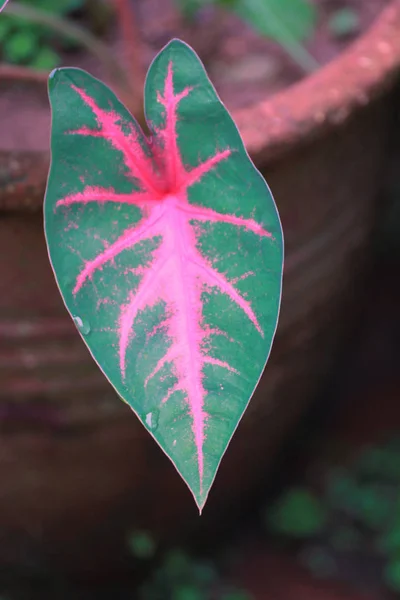 Planta de color — Foto de Stock