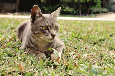 kedi çim en üzerinde yatıyordu