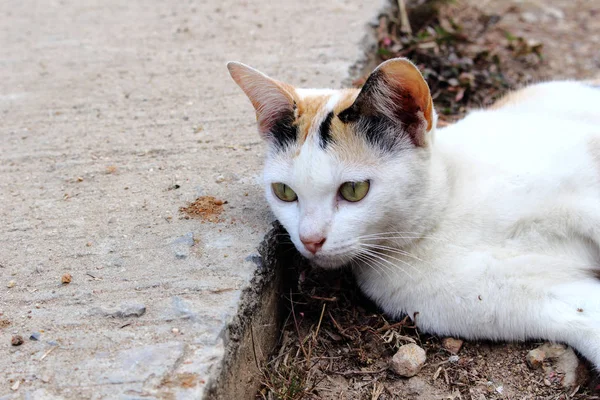 Кіт лежав на бетонній доріжці — стокове фото