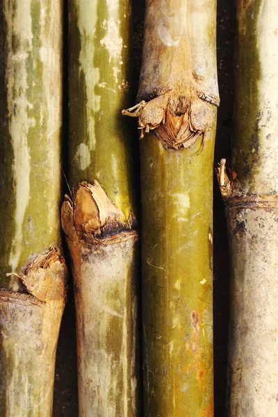 Bambú viejo — Foto de Stock