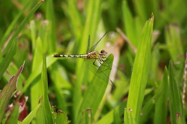 Dragonfly on the grassland — Stock Photo, Image