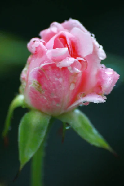 Drop op Pink Rose — Stockfoto