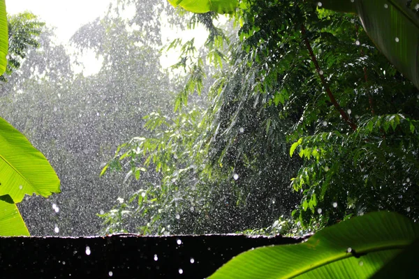 Goccia piovosa sugli alberi — Foto Stock
