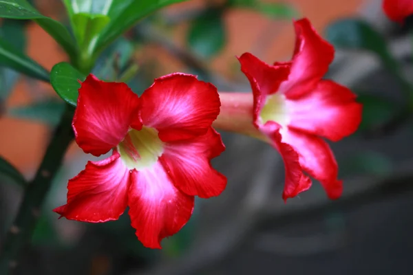 Rosa del deserto — Foto Stock