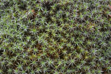 Yeşil dikenler ilginç bir desen oluşturmak.