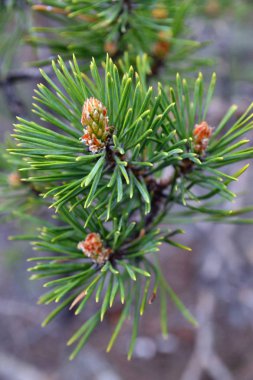 Bir makroda Spruce iğneler daha dikenli bakmak