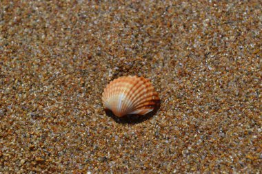 Sahilde deniz kabuğu