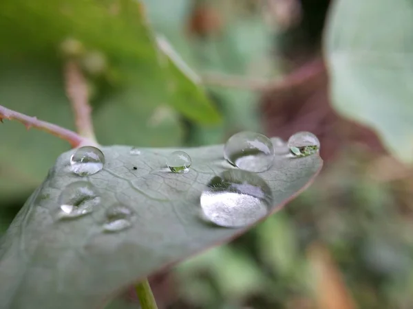 Morning dew on the leaves — Stock Photo, Image