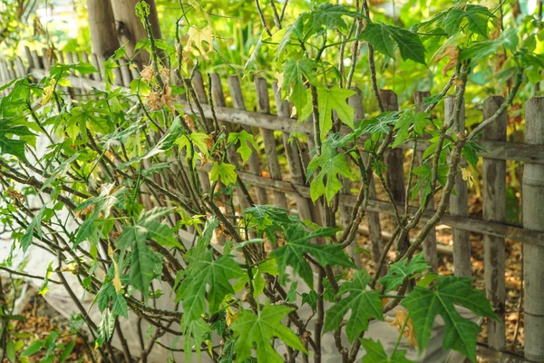 Doğa bahçesinde Japon papaya ağacı