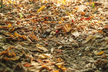 Yerde kuru yapraklar var. Arka planda eski, kahverengi, meşe ve kayın yaprakları