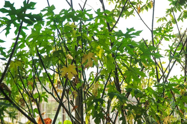 自然花园中的日本木瓜树 — 图库照片