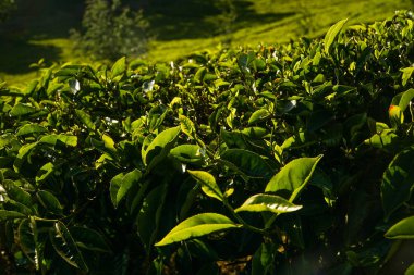 Sabahları çay tarlasında taze çay tokumu ve yaprakları