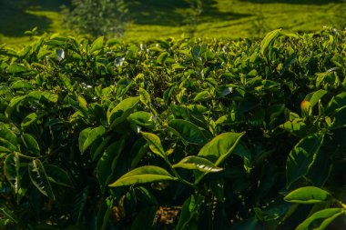 Yeşil çay tomurcuk ve sabah bir çay plantasyon taze yaprakları