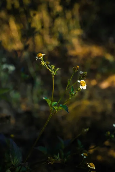 夏の朝に咲くバイデンス・ピロサの花 — ストック写真