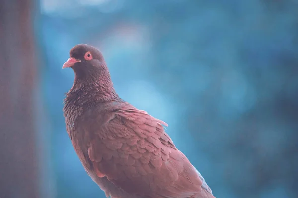 Parkta kahverengi bir güvercinin yakın çekim — Stok fotoğraf