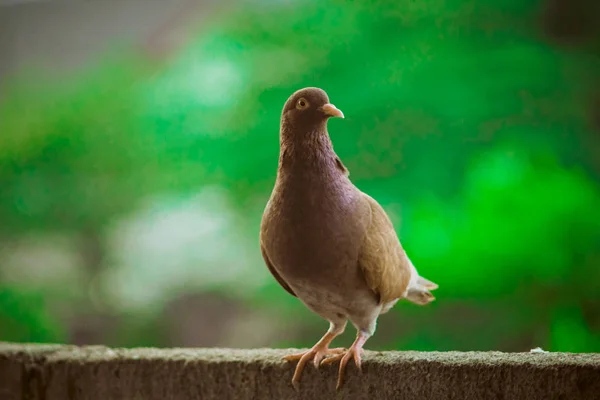 Güzel hız yarış kahverengi güvercin kuş baş çekim yakın — Stok fotoğraf